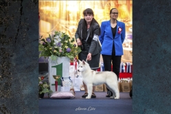 Ruby CACIB Bydgoszcz 15.02.2026